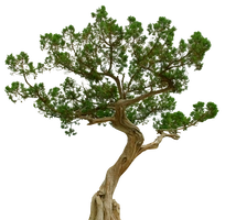 Juniper Tree