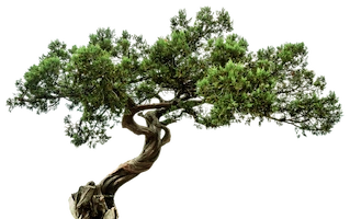Juniper Tree