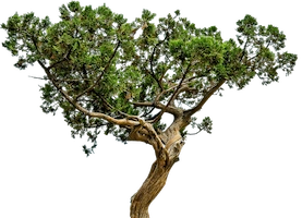 Juniper Tree